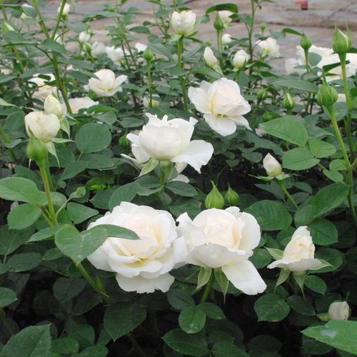 Bianco crema - rose ibridi di tea